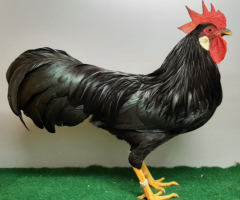 HSS2021, 282, 1.0, Schwarz, sg95E, Klein, Andre, copyr. Saure,M.-T