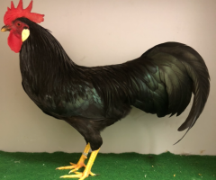 HSS2021, 290, 1.0, Schwarz, v97SVB EC, Boehnke, Manfred, copyr. Saure,M.-T