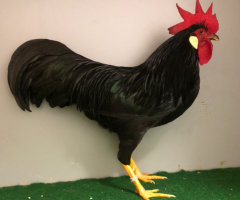 HSS2021, 306, 1.0, Schwarz, v97BVB20, Cramer, Herbert, copyr. Saure,M.-T