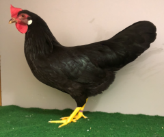 HSS2021, 314, 0.1, Schwarz, v97SVB EC, Hoesing, Nils, copyr. Saure,M.-T