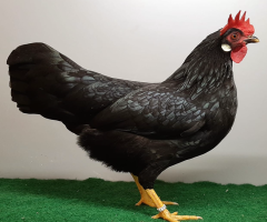 HSS2021, 324, 0.1, Schwarz, hv96 KVELoeb, Klein, Andre, copyr. Saure,M.-T