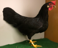 HSS2021, 340, 0.1, Schwarz, v97SVB EC, Cramer, Herbert, copyr. Saure,M.-T