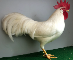 HSS2021, 362, 1.0, Weiss, sg95Z, Hoesing, Alois, copyr. Saure,M.-T