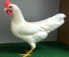 HSS2021, 377, 1.0, weiss, v97SVB EC, Oostinga, Johann, copyr. Saure,M.-T-