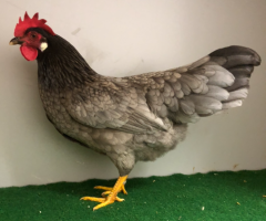 HSS2021, 391, 0.1, Blau, hv96KVE, Grosser, Steffen, copyr. Saure,M.-T