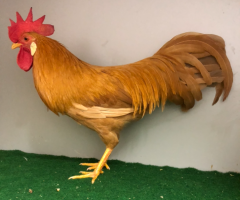 HSS2021, 412, 1.0, Gelb, sg95KVE, Rezac, Juergen,  copyr. Saure, M.-T