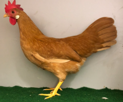 HSS2021, 429, 0.1, Gelb, hv96SVB EC, Rezac, Juergen, copyr. Saure, M.-T