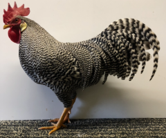 HSS2021, 438, 1.0, Gestreift, sg95E, ZGM Saure, copyr. Saure,M.-T