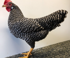 HSS2021, 446, 0.1, Gestreift, sg95E, ZGM Saure, copyr. Saure,M.-T