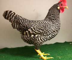 HSS2021, 448, 0.1, Gestreift, v97SVB EC, Dutschke, Eric, copyr. Saure,M.-T