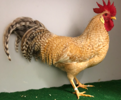 HSS2021, 455, 1.0, Gelb-gesperbert, v97LVEBA2, Thiel, Heinz, copyr. Saure,M.-T