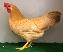 HSS2021, 463, 0.1, Gelb-gesperbert, hv96SVB, Ahlgrimm, Friedhelm, copyr. Saure,M.-T