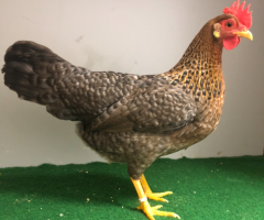 HSS2021, 486, 0.1, Kennfarbig, hv96SVB EC, Thiel,  Heinz, copyr. Saure,M.-T