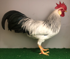 HSS2021, 494, 1.0, Weiss-schwarzcolumbia, hv96E ,Issleib, Lars, copyr. Saure, M.-T