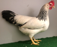 HSS2021, 502, 0.1, Weiss-schwarzcolumbia, v97EEM EC, Issleib, Lars, copyr. Saure,M.-T