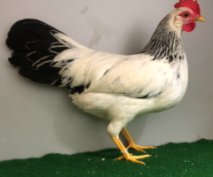 HSS2021, 507, 0.1, Weiss-schwarzcolumbia, sg95E, Issleib, Lars, copyr. Saure,M.-T