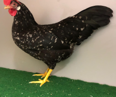 HSS2021, 535, 0.1, Schwarz-weissgescheckt, hv96SVE, Hoesing, Stephan, copyr. Saure,M.-T