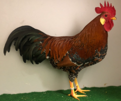 HSS2021, 539, 1.0, Goldbraun-Porzellanfarbig, v97SVB EC, Klein, Andre, copyr. Saure,M.-T