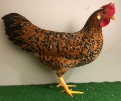 HSS2021, 548, 0.1, Goldbraun-Porzellanfarbig, hv96SVE, Dries, Matthias, copyr. Saure,M.-T